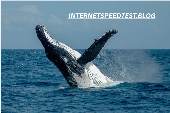 Lin Special Whale WKL: