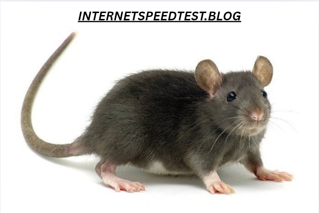 Silk Angora Mouse Tricolor: A Complete Guide to This Rare and Beautiful Breed